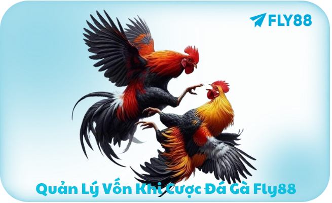 Quản lý vốn khi chơi đá gà Fly88